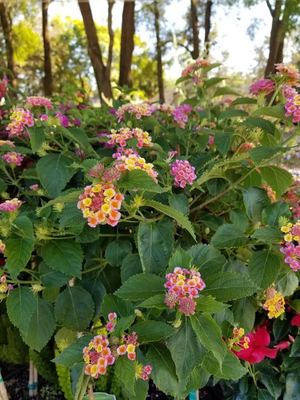 Confetti Lantana